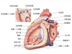 2014中国最佳医院排名-心血管病专科