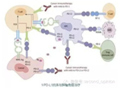 PD-1药物Nivolumab和 pembrolizumab给癌症患者带来的希望！