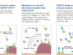 PD-1抗癌药物OPDIVO®(nivolumab)的作用机理是什么?