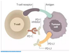 PD-1 治疗三阴乳腺癌、卵巢癌、胃肠道肿瘤进展