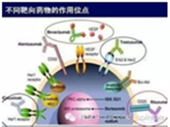 重大突破！三阴性乳腺癌发现靶向治疗药物