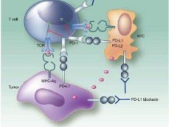 科普扫盲PD-1，PD-L1和肿瘤免疫治疗