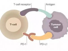 PD-L1表达作为免疫反应预测指标的可靠程度究竟如何
