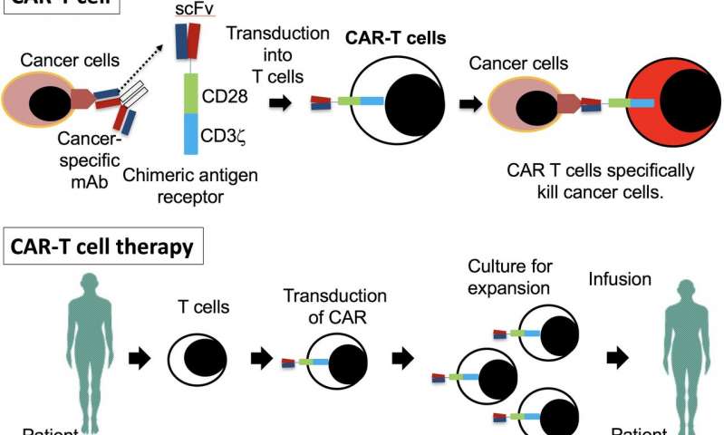 New strategy for multiple myeloma immunotherapy