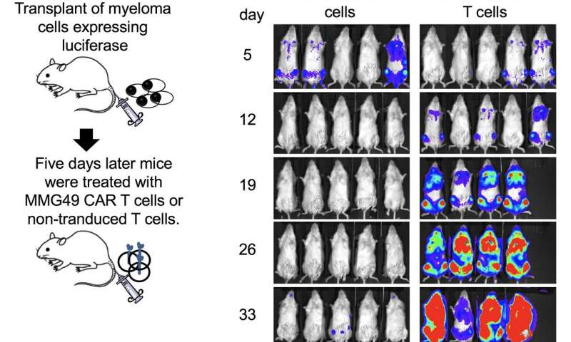 New strategy for multiple myeloma immunotherapy