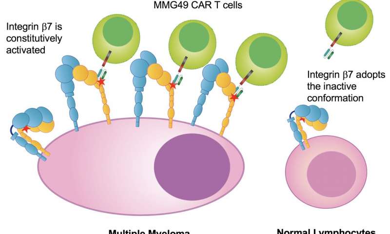 New strategy for multiple myeloma immunotherapy