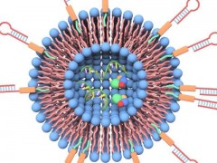 又一种运送靶向药物的工具问世  居然是自体细胞