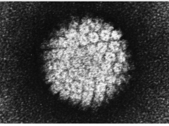 HPV疫苗真的能预防宫颈癌吗？？