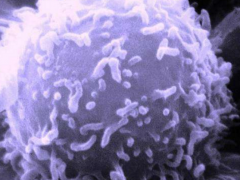 凋亡癌细胞会促进癌细胞疯狂生长