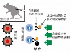 癌症新疗法 — 光免疫疗法 日本年内开始临床试验！