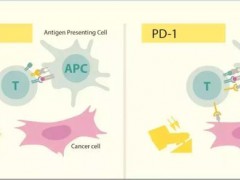 全球最热的癌症免疫疗法，哪些才是靠谱的？