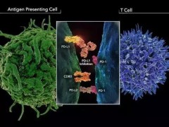 新的癌症免疫疗法技术可以特异性靶向杀伤肿瘤细胞！