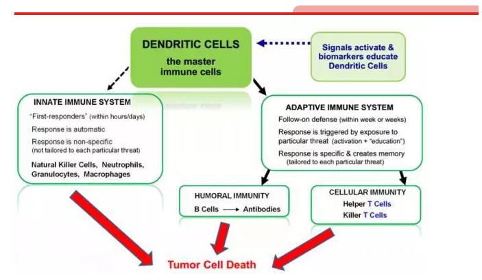 树突状细胞免疫治疗