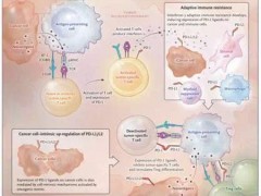 让PD-1更有效的新方法被揭示！免疫细胞成为最佳助力！