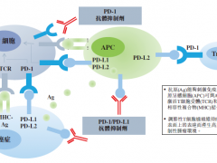 重磅！首个国产PD-1上市，肿瘤患者需要了解这八点！