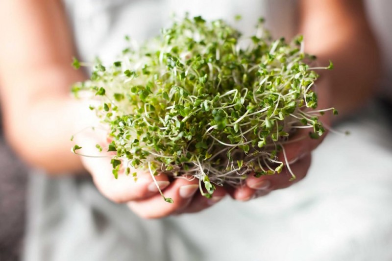 1-15-foods-prevent-cancer-bean-sprouts-1024x683