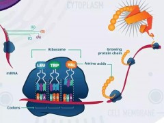 Nature：显著抑制致命肝癌生长的新型药物--eFT508横空出世！