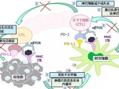 日本新一代融合细胞疗法横空出世，精准狙击癌细胞！