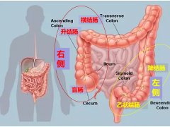 2019最新指南：左右侧结直肠癌用药方案大不同！千万搞清楚是哪侧