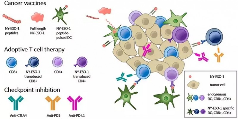 激活肿瘤免疫反应的三种途径