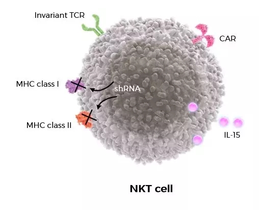 NKT免疫细胞