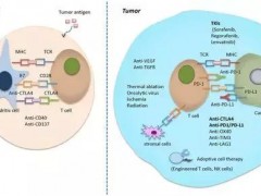 肝癌最新免疫治疗进展大盘点