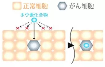 硼化物被癌细胞吸收并积累