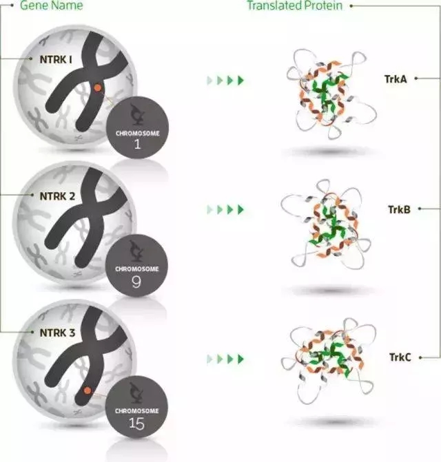 NTRK基因家族