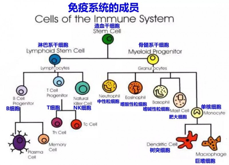 免疫系统和免疫细胞