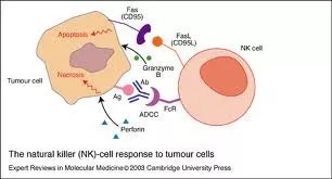 NK细胞诱导癌细胞凋亡