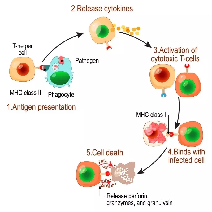 NK细胞如何杀灭癌细胞