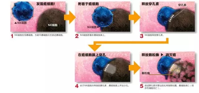 NK细胞的癌细胞破坏机制