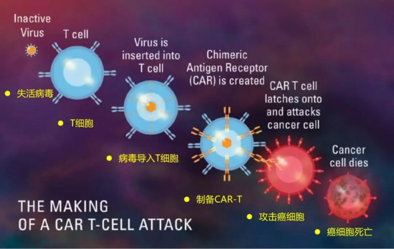 CAR-T细胞杀伤癌细胞机理