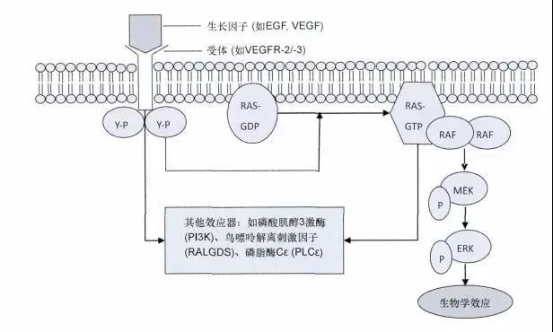 基因突变