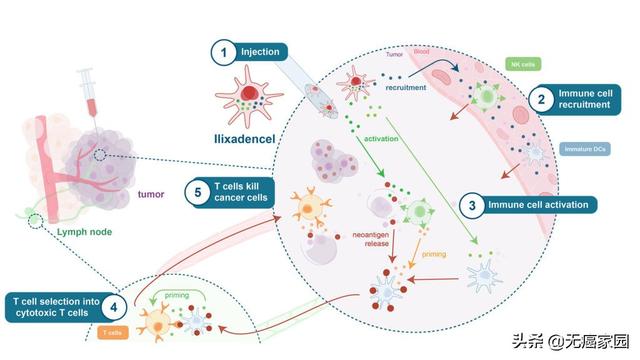 ilixadencel疫苗杀死癌细胞的过程