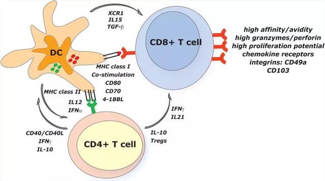 DC细胞与免疫应答