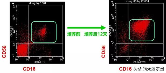 nk细胞培养前后显微镜图