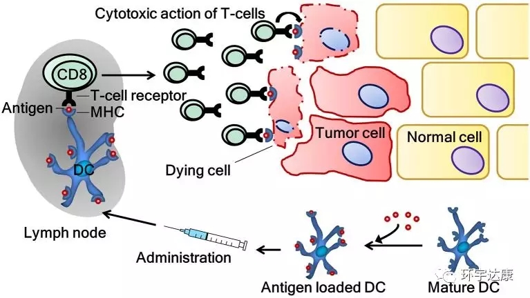 树突疫苗抗肿瘤过程