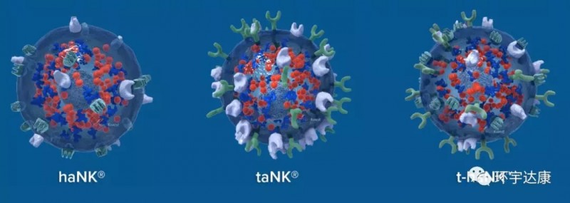 三种不同类型的aNK细胞 