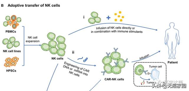 细胞因子激活NK活性间接抗肿瘤