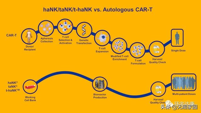 haNK细胞治疗技术