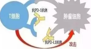 PD-L1单抗只阻断PD-1～PD-L1通路，并不影响PD-1～PD-L2通路