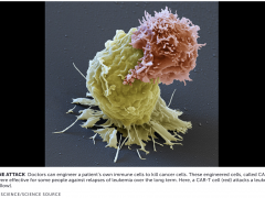 亚洲80%肝癌患者有救了！特异性T细胞有效摧毁癌细胞