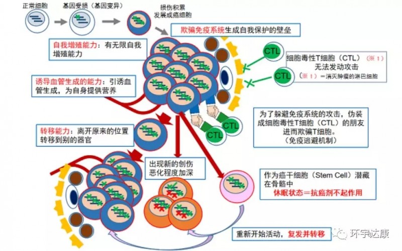 癌细胞的关系网