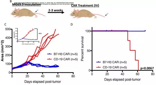 CAR-T 小鼠试验