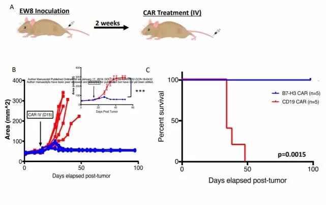 骨肉瘤cart小鼠试验