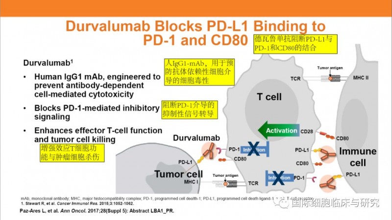Durvalumab阻断PD-L1与PD-1和CD80的结合示意图