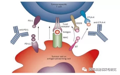 阻断PD-1、PD-L1重新激活T细胞的分子机制
