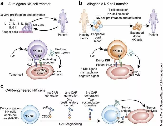肿瘤免疫治疗的NK细胞策略