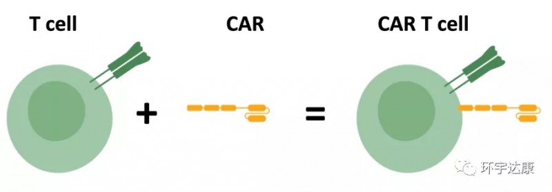 CAR-T细胞攻击癌细胞